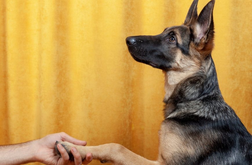 Chien de Berger Roumain des Carpathes : guide race de chien