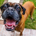 Chien de Canaan : guide race de chien