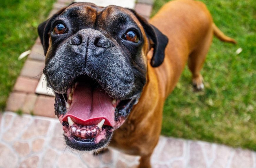Chien de Canaan : guide race de chien