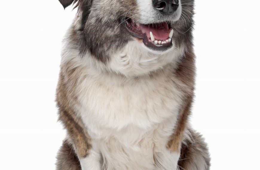 Chien de montagne des Pyrénées : guide race de chien