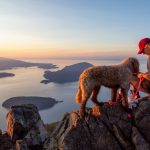 Chien de montagne portugais : guide race de chien