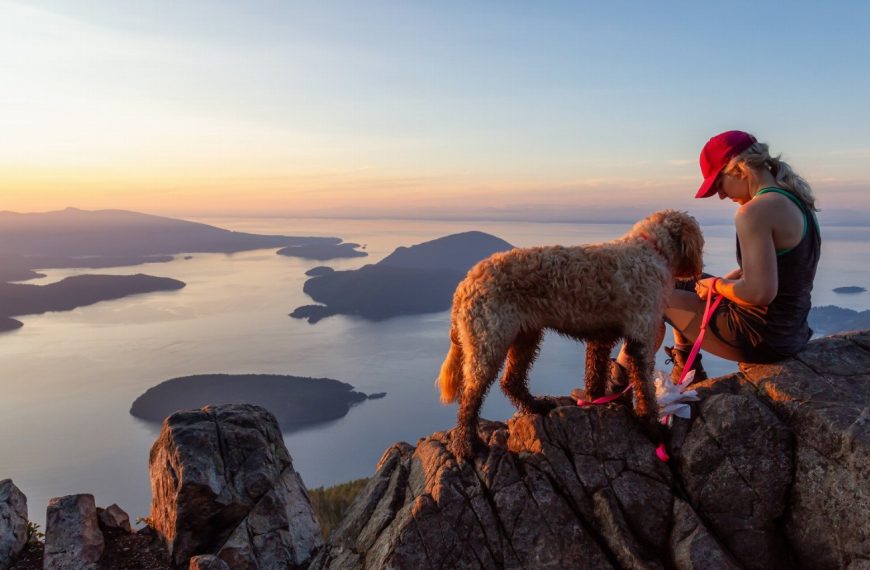 Chien de montagne portugais : guide race de chien