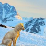 Chien du Groenland : guide race de chien