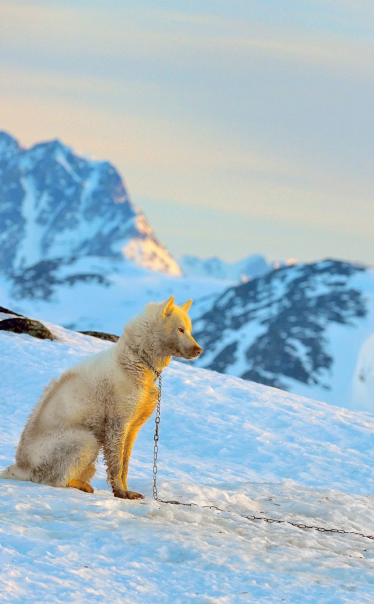 Chien du Groenland : guide race de chien