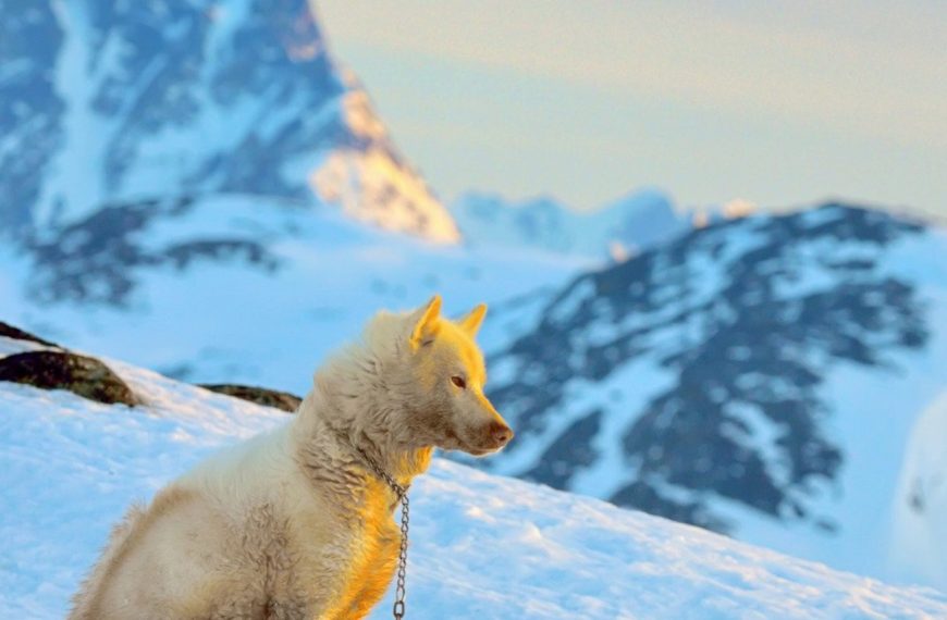 Chien du Groenland : guide race de chien