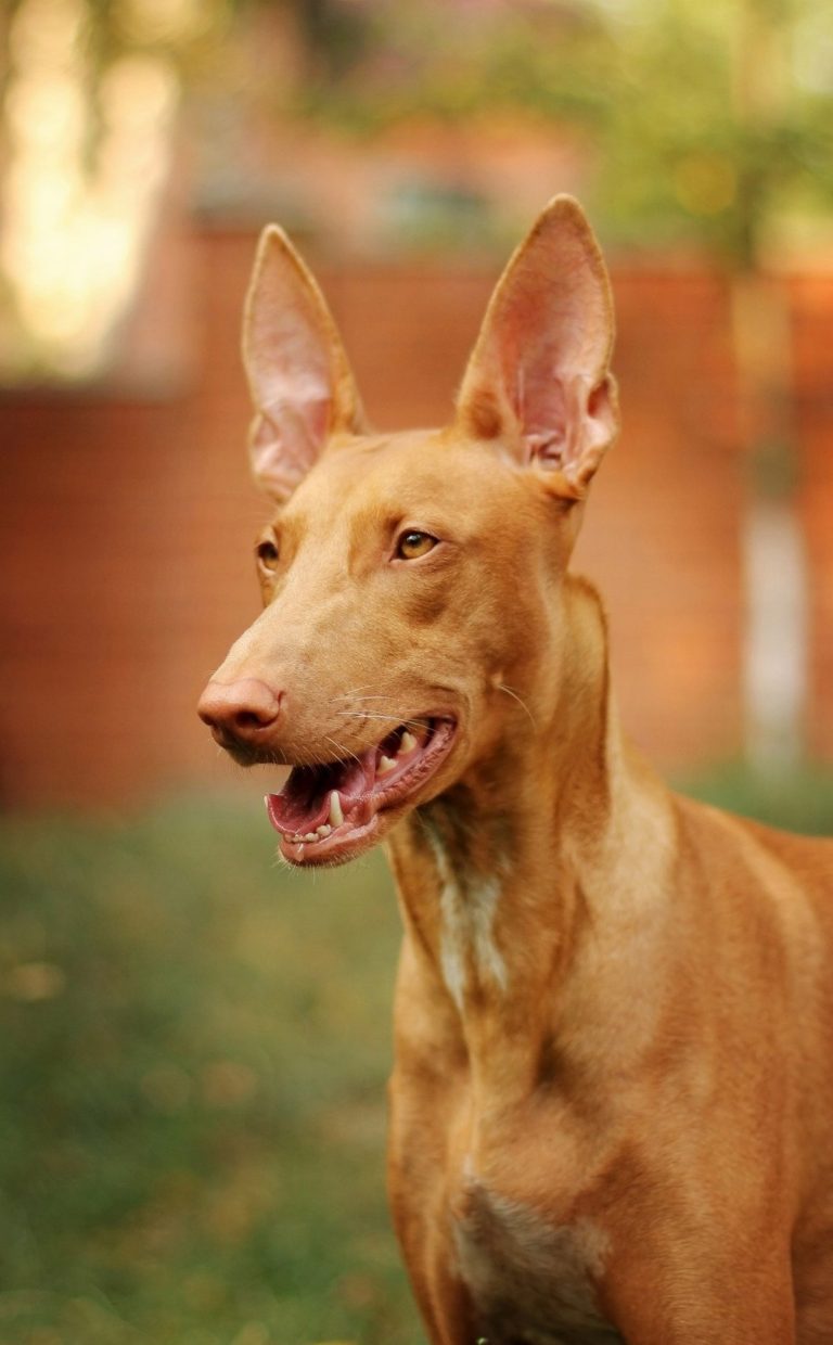 Chien du pharaon : guide race de chien