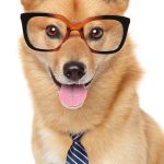 Chien Finnois de Laponie : guide race de chien