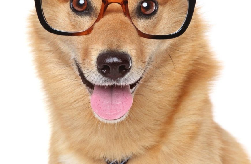 Chien Finnois de Laponie : guide race de chien