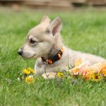 Chien Loup de Saarloos : guide race de chien