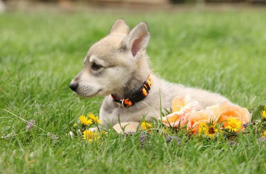 Chien Loup de Saarloos : guide race de chien