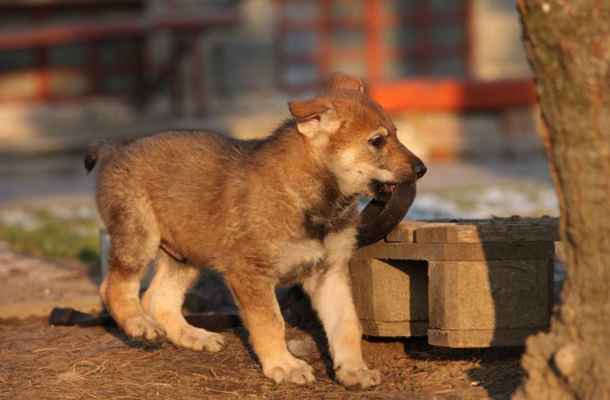 Chien Loup Tchécoslovaque : guide race de chien