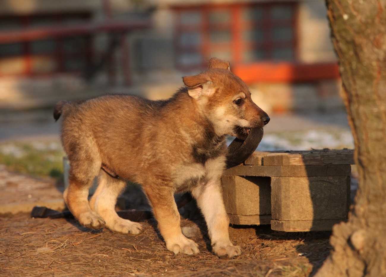 Chien Loup Tchécoslovaque : guide race de chien