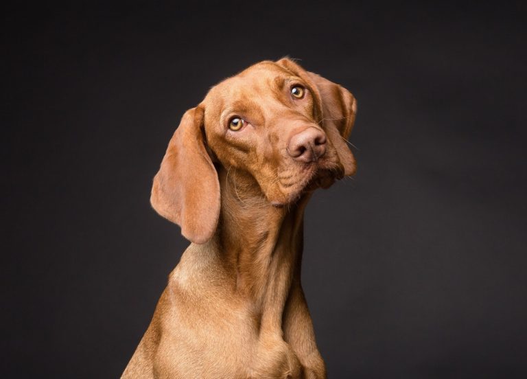 Chien norvégien de Macareux : guide race de…