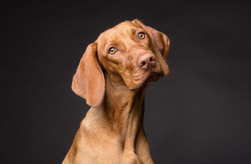 Chien norvégien de Macareux : guide race de chien