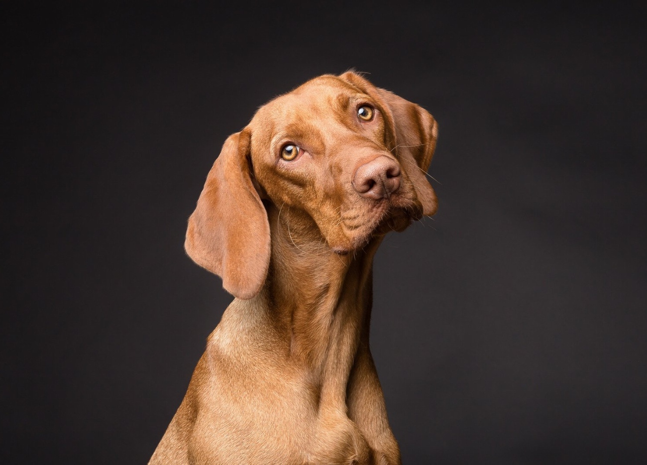 Chien norvégien de Macareux : guide race de chien