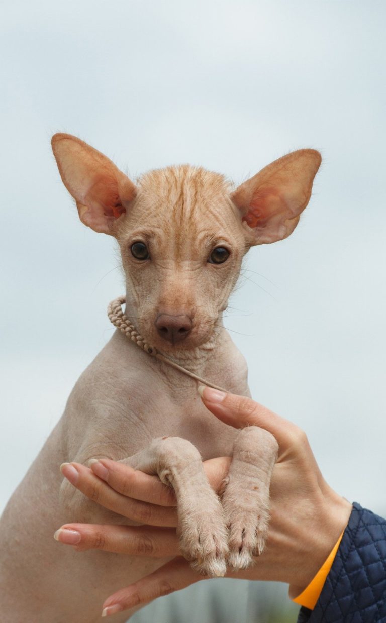 Chien nu du Pérou : guide race de…