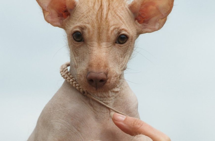 Chien nu du Pérou : guide race de chien