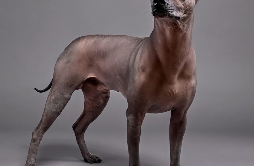 Chien nu mexicain : guide race de chien