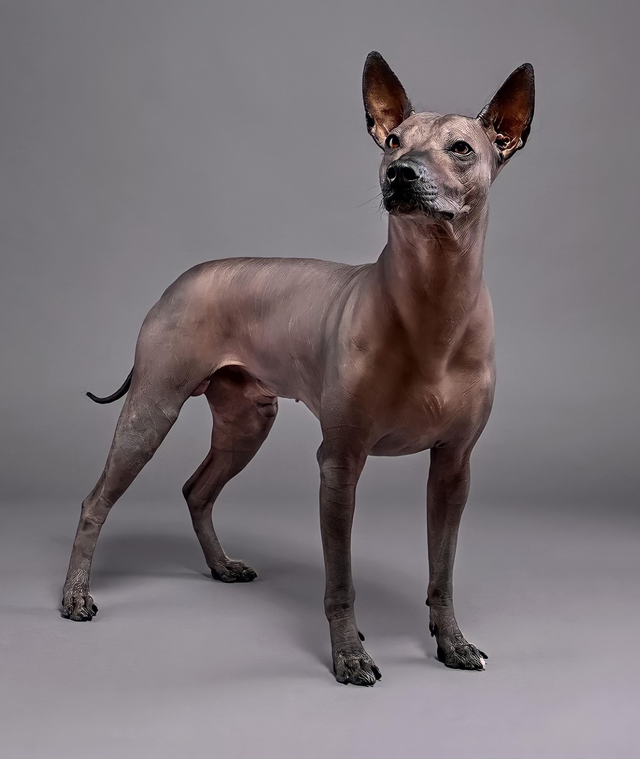 Chien nu mexicain : guide race de chien