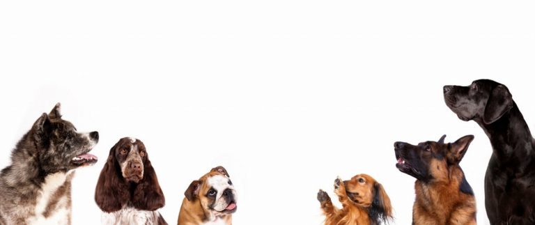 Chien suédois de Laponie : guide race de…