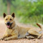 Chien thaïlandais : guide race de chien
