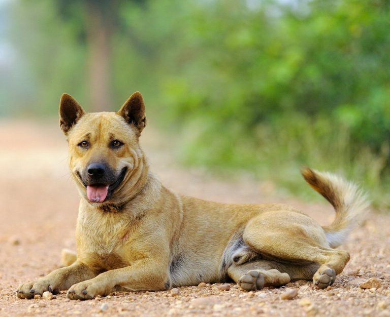 Chien thaïlandais : guide race de chien