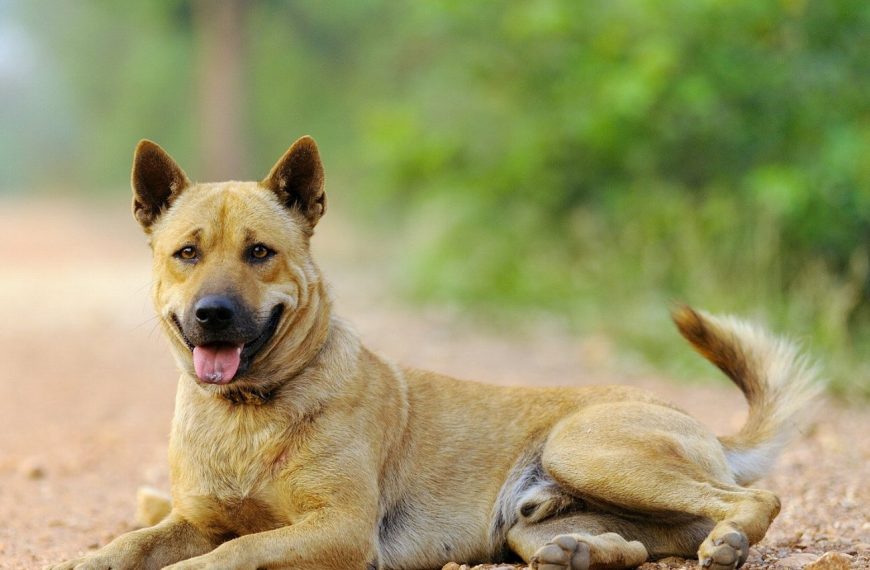Chien thaïlandais : guide race de chien
