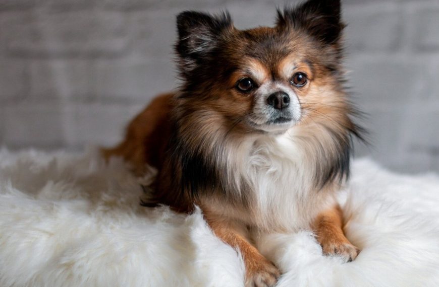 Chihuahua : guide race de chien