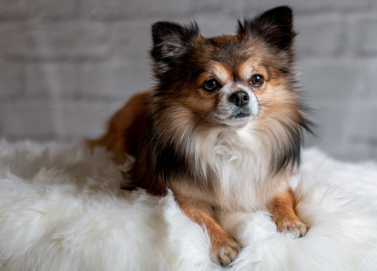 Chihuahua : guide race de chien