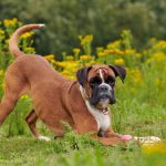Chiropratique canine : la clé du bien-être pour nos fidèles compagnons !