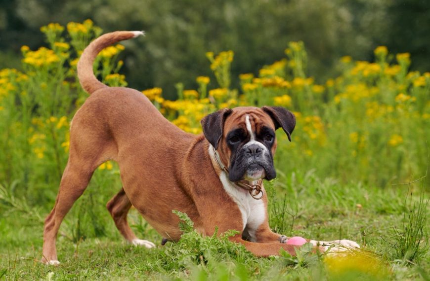 Chiropratique canine : la clé du bien-être pour nos fidèles compagnons !