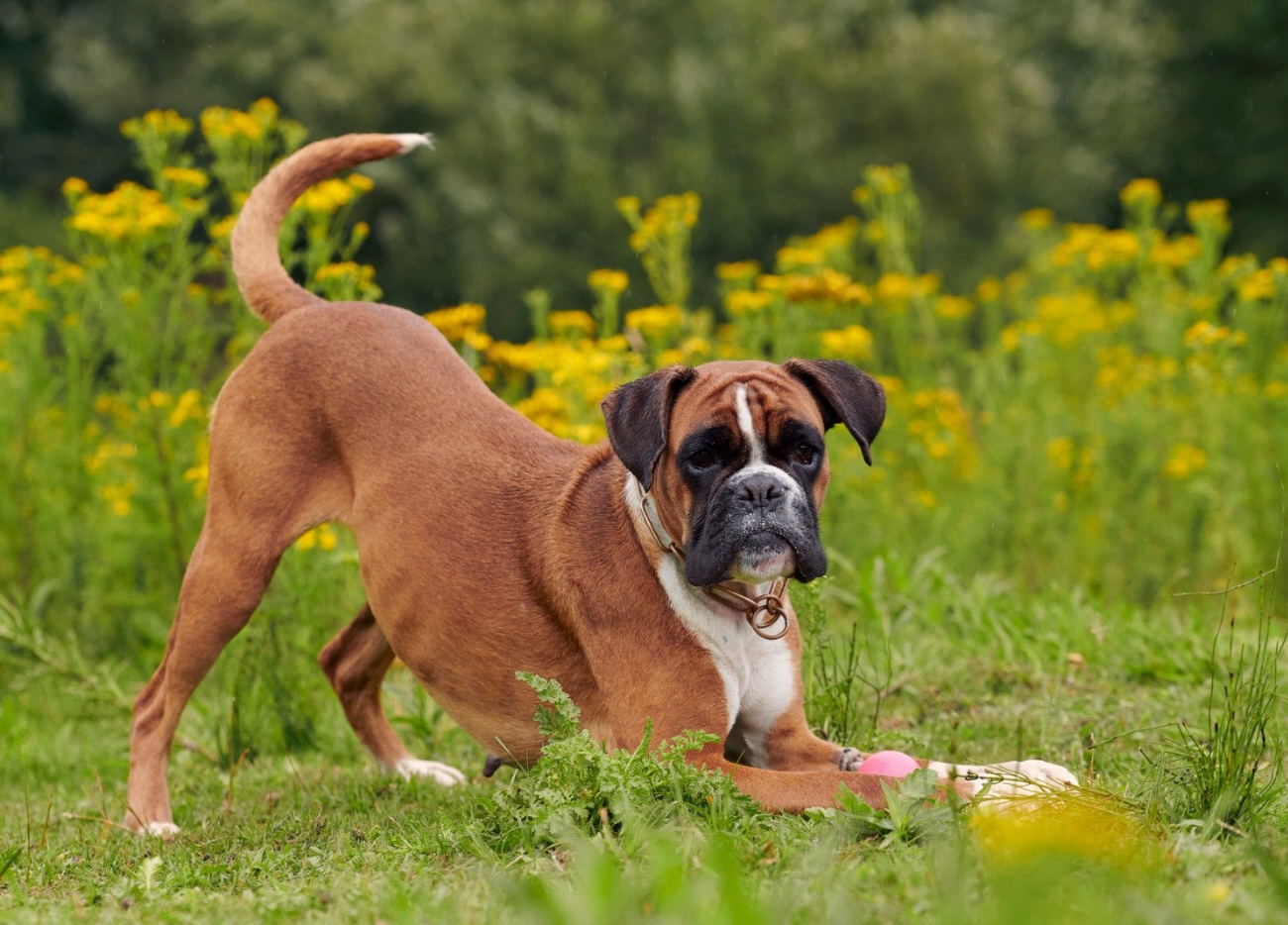 Chiropratique canine : la clé du bien-être pour nos fidèles…
