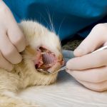 Choc : Ce que votre chat vous cache sur sa santé ! Découvrez comment détecter et soigner les problèmes hépatiques !