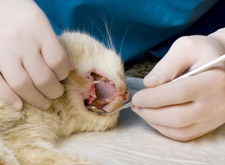 Choc : Ce que votre chat vous cache…