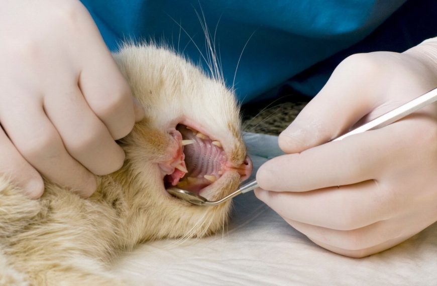 Choc : Ce que votre chat vous cache sur sa santé ! Découvrez comment détecter et soigner les problèmes hépatiques !