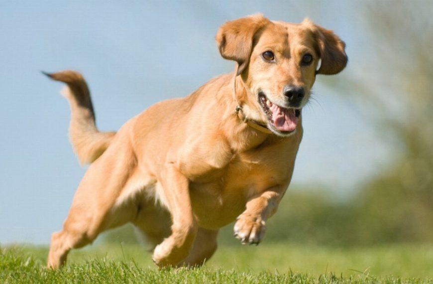 Choisir le meilleur compagnon sportif : Trouvez le chien parfait pour booster vos performances !