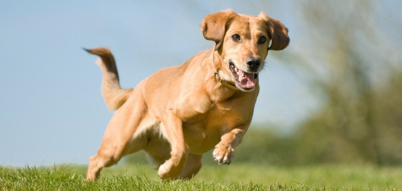 Choisir le meilleur compagnon sportif : Trouvez le chien parfait…
