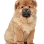 Chow Chow : guide race de chien