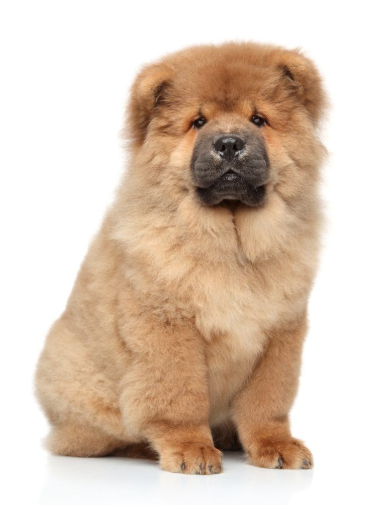 Chow Chow : guide race de chien