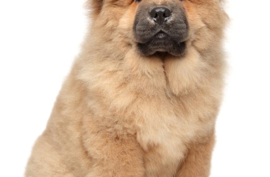 Chow Chow : guide race de chien