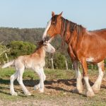 Clydesdale : guide race de cheval