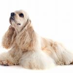 Cocker Américain : guide race de chien