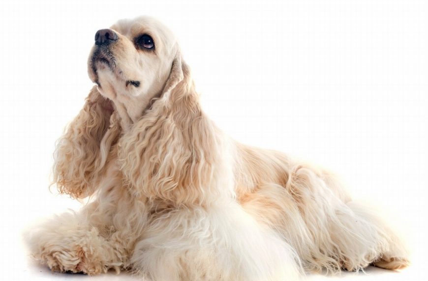 Cocker Américain : guide race de chien