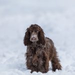 Cocker Anglais : guide race de chien