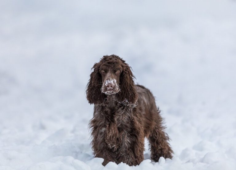 Cocker Anglais : guide race de chien