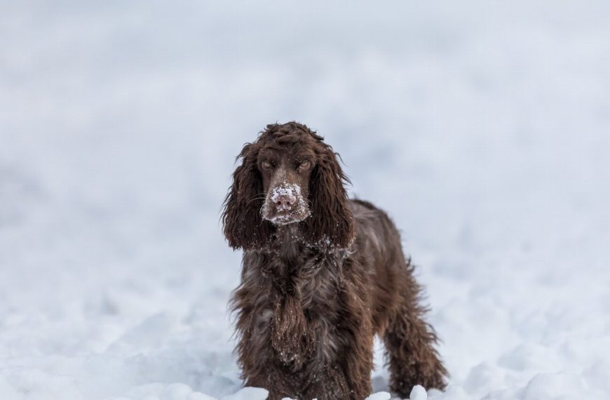 Cocker Anglais : guide race de chien