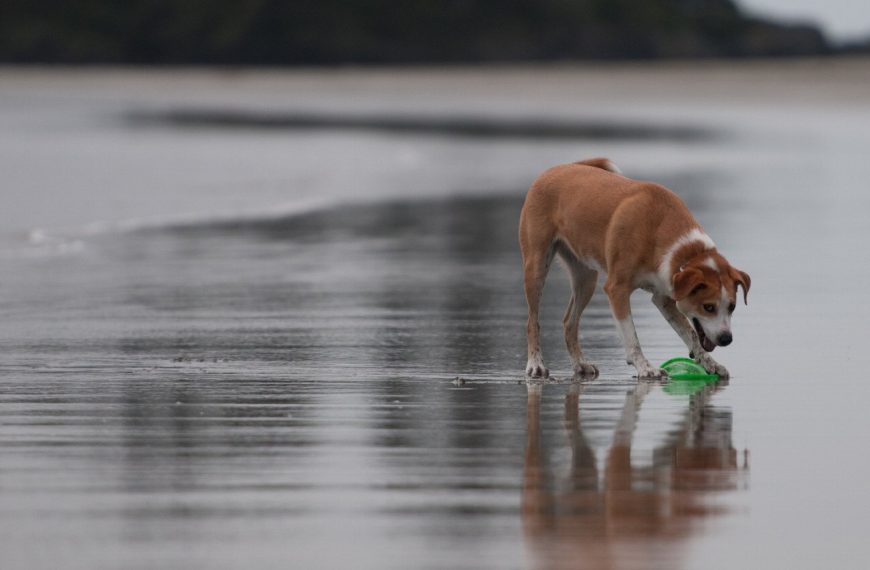 Colley à poil court : guide race de chien