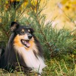 Colley à poil long : guide race de chien