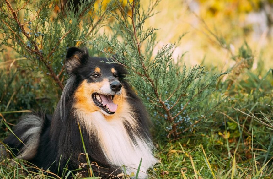Colley à poil long : guide race de chien