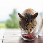 Comment les chats peuvent aider les personnes souffrant de troubles de l&rsquo;alimentation – Les bienfaits surprenants de leur présence